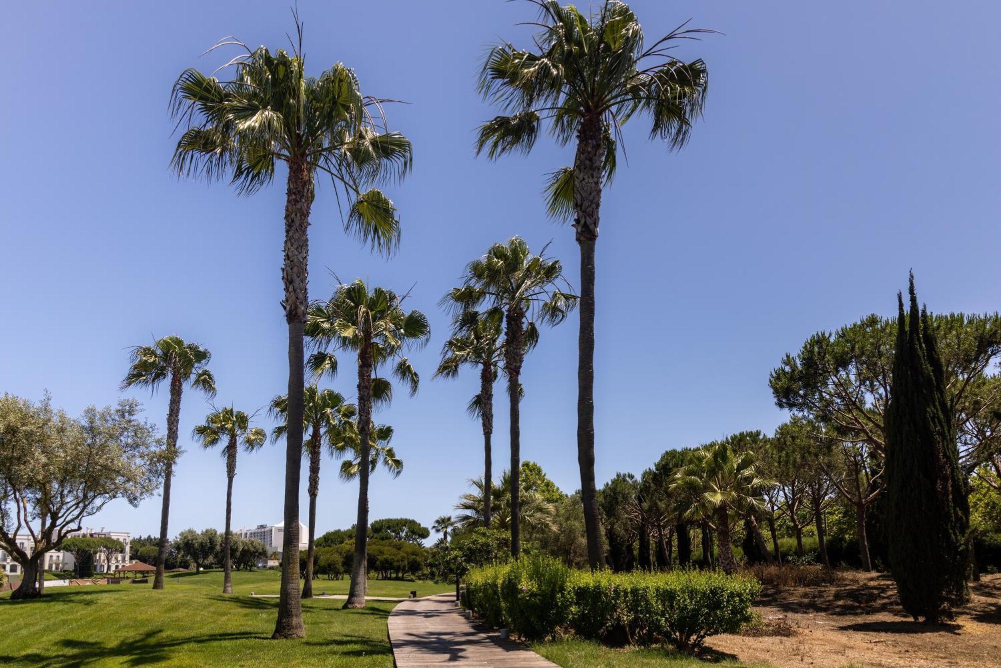 منتجع ذا لايك فيلامورا المظهر الخارجي الصورة Palm trees in the park